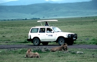 Park Ngorongoro - bezkrwawe owy