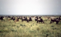 Park Serengeti - migracje zwierzt