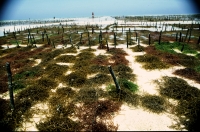 Plantacje alg